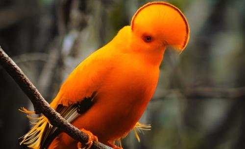 Cachoeiras da Amazonia