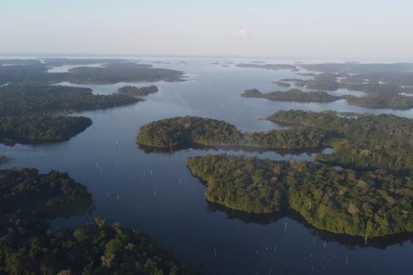 Immersion dans la Forêt