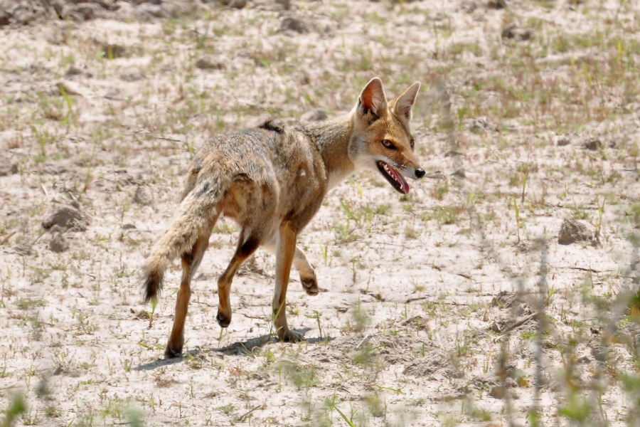 Tiere aus Brasilien : Graxaim-do-campo