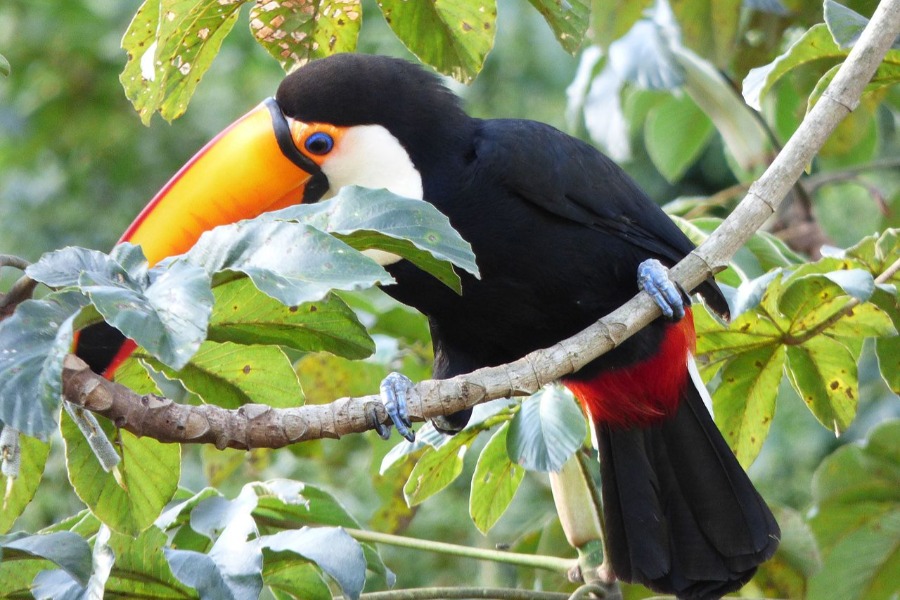Animals of Brazil : the toucan