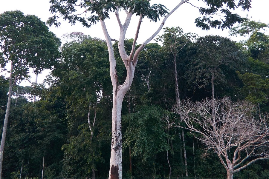 Forêt de Carajás
