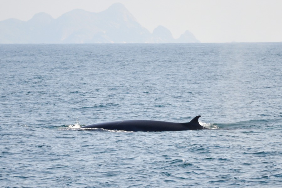 The whale season in Ilhabela