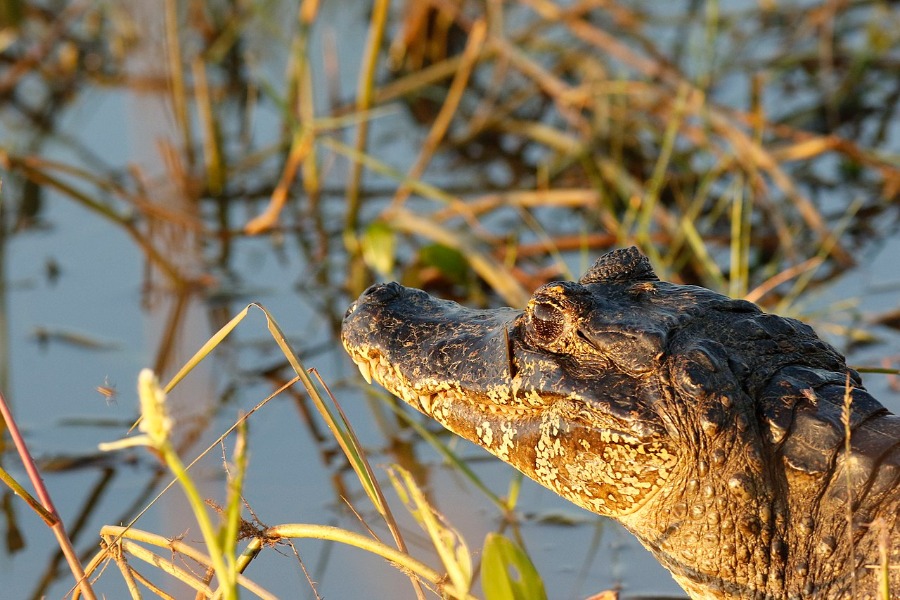Pantanal - Alligator
