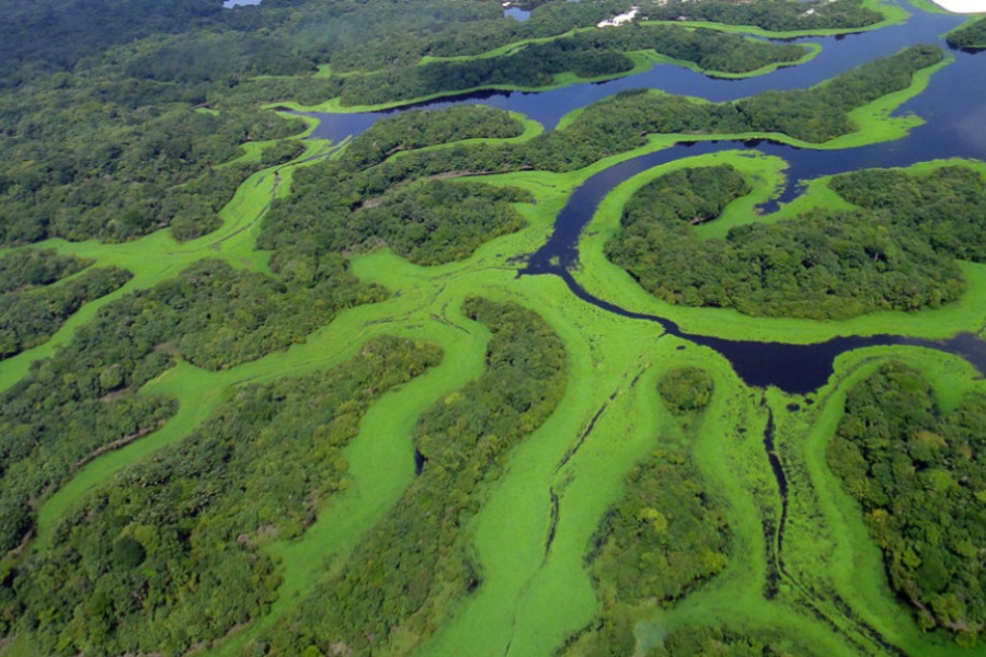 Parc National d'Anavilhanas