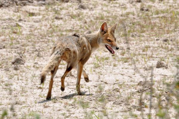 Animales de Brasil : Graxaim-do-campo