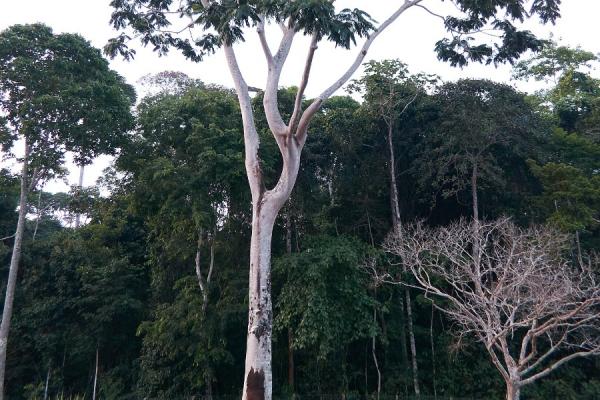 Floresta Nacional de Carajás