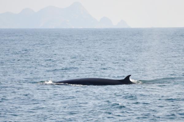 La temporada de ballena en Ilhabela