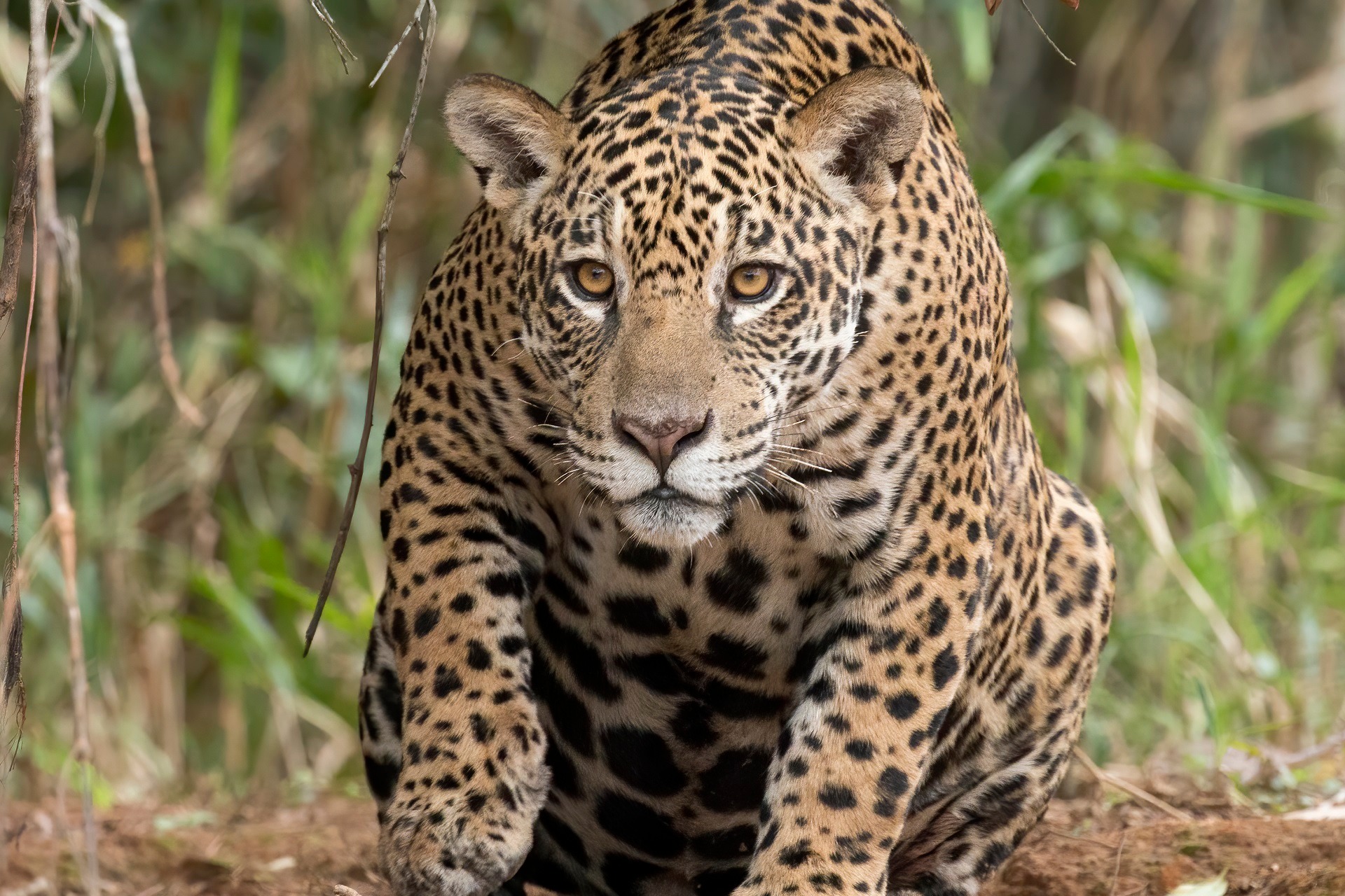 Jaguar (Panthera onca palustris) Rio de Janeiro é o portão de entrada do Brasil